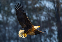 American Bald Eagle In Flight Wings Spread