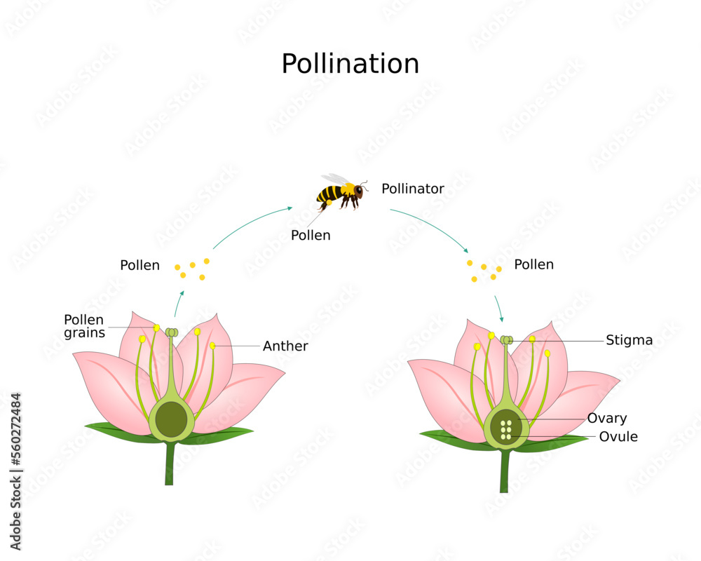 Pollination of flower by bee. Stock Vector | Adobe Stock