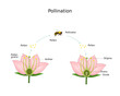 Pollination of flower by bee.