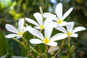 Wall Mural - plumeria flower white and yellow