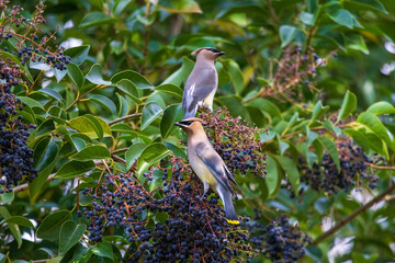 2 waxwings in a tree 2