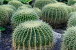 Diverse cacti in a park