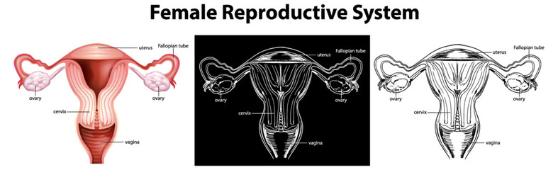 Sticker - Female Reproductive System Vector