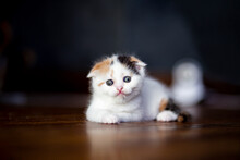 White Calico Tricolor Cat On Wooden Floor. Scottish Fold Kitten Licking Feeton With Blurred Background. Cute Kitten In House And Copy Space.