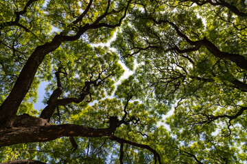 looking up into the urban tree canopy in buenos aires argentina