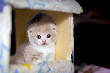 Poster - Cream Tabby kitten sitting in toy house. Cute pet look camera. Orange cat with black background. ginger cat with copy space.