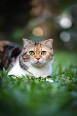 Canvas Print - White calico tricolor cat sitting on lawn. Scottish fold cat looking camera on green background. white cat with copy space.Shot vertical technique.