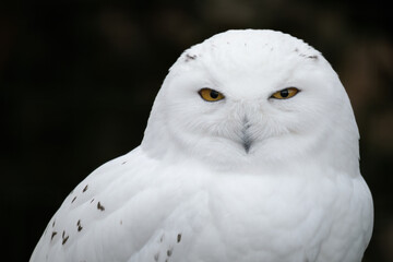 Canvas Print - Snowy owl outdoors in nature.