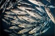  a large group of fish swimming in the ocean together in a large group of fish swimming in the ocean together in a large group of fish swimming in the water, with a black background.