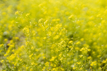 Blooming green spring meadow with tiny yellow flowers closeup, macro with blur and defocus on sunny day. Beautiful spring floral natural background.