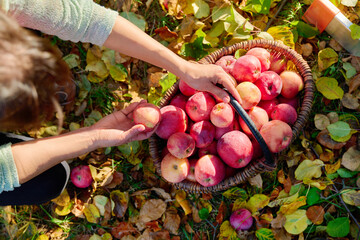 Poster - Woman's hands picking ripe red organic apples in basket in autumn garden.