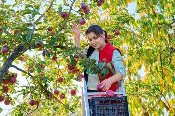 Wall Mural - Harvesting apples, woman on ladder picking red ripe apples from tree