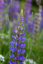 Blossom Purple Lupinus Flowers On A Green Background On A Sunny Day Macro Photography. Lupine Wildflower With Lilac Petals Close-up Photo In Summertime. Bluebonnet Floral Background.