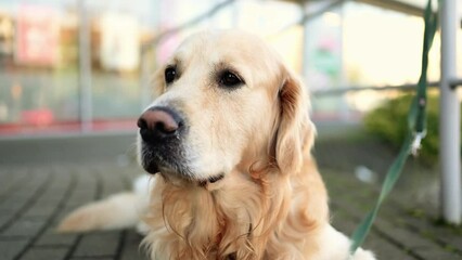 Sticker - Golden retriever dog outdoors