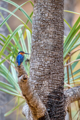 Wall Mural - Malagasy kingfisher or Madagascar kingfisher (Corythornis vintsioides) is a species of endemic bird in the family Alcedinidae, Isalo National Park, Madagascar wildlife animal.