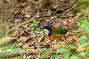 Wall Mural - Pitta-like ground roller (Atelornis pittoides) is a species of endemic bird in the ground roller family Brachypteraciidae, Ranomafana National Park