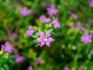 Wall Mural - Close up False Heather, Elfin Herb flower with blur leaves background.