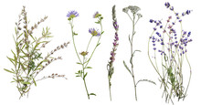 Dried Wild Flowers On Transparent Background. Flat Lay, Top View.