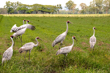 A Flock Of Brolga Cranes ,Antigone Rubicunda, With Both Adult And Juveniles In A Fallow Field In North Queensland, Australia.