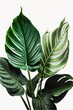 canvas print picture - Monstera Blätter einer exotischen Pflanze vor einem weißen Hintergrund.