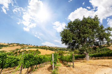 Wall Mural - Vineyards with grapevine and hilly tuscan landscape near winery along Chianti wine road in the summer sun, Tuscany Italy Europe