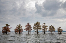 Seven Trees Grow Out Of A Large Body Of Water With Cloudy Skies.