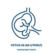 fetus in an uterus vector icon from human body parts collection. medical filled flat symbol for mobile concept and web design. Black embryo glyph icon. Isolated sign, logo illustration. Vector .
