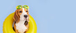 A beagle dog wearing swimming goggles and an inflatable floating ring on a blue isolated background. Summer vacation. Banner. Copy space.