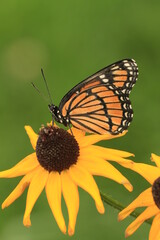 Sticker - Viceroy butterfly (limenitis archippus) on black eye susan flower