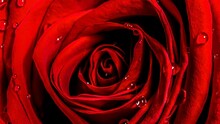 Red Rose With Water Drops Close Up. The Texture Of The Petals Of A Scarlet Rose Flower. 4k Macro Raw Slow Motion Video 60 Fps With Slow Camera Movement.