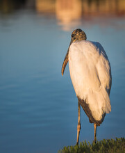Back View Of A Wood Stork Standing On The Lake Shoreline In A Public Park, Lakeland, Florida