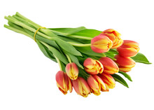 Blumenstrauß Tulpen Mit Schleife Freigestellt  Hintergrund Transparent