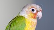 © Prosun - Pineapple conure bird high quality closeup stock photo in white background