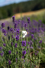 Butterfly Sitting On Lavender Field