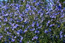 Blooming Blue Daisy Flowers Growing In Field