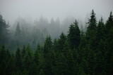 Fototapeta Las - fog in the forest