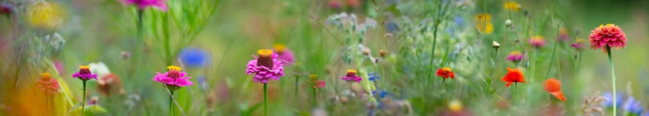 Wall Mural - beautiful meadow flowers with nice bokeh - soft focus art floral background