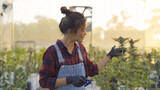 Fototapeta Miasta - A woman worker working in outdoor marijuana field, hemp or cannabis plant flower leaves farm lab. Product in laboratory in medical, healthcare, research. Natural food. Ganja narcotic weed. People