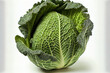 One natural Savoy Cabbage