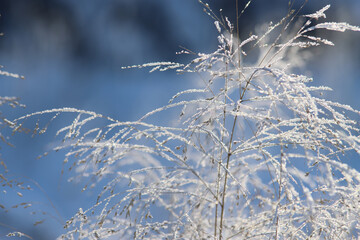 hoarfrost on grass 2