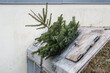 Weihnachtsbaum in Müllcontainer entsorgt