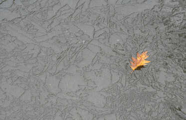 Wall Mural - yellow leaf frozen on the ice in the lake