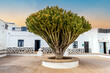 Huge cactus on the background of white architecture in La Graciosa , Canary Islands, Spain