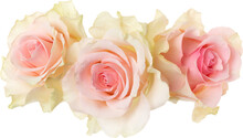 Three Pink Roses Isolated On White Background Closeup. Rose Flower Bouquet In Air, Without Shadow. Top View, Flat Lay.