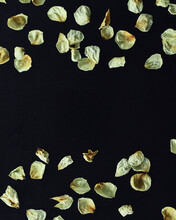 Scattered Dried White Rose Petals On A Black Background