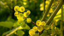 Green Solaris Grapes And Leaves Growing In Chateaux Luna Vineyard