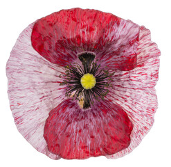 Wall Mural - poppy flower isolated