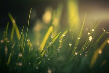  A Close Up Of Grass With Dew Drops On It And A Blurry Background Of The Grass And The Sun Shining Through The Drops Of The Grass On The Grass Is A Sunny Day Light.