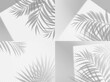 Palm shadow background overlay on transparent, vector set. Summer tropical plant leaf shade and window light realistic mockup. Foliage background with shadow overlay effect of beach palm tree branches