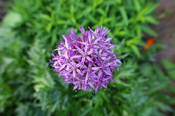 View on flower in the Jardin des Cinq Sens is a garden open to the public located in the heart of Yvoire in Haute-Savoie.